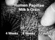 Comparison of rumen development in calves fed grain or hay. Note the increased papillae growth as age increases (top).