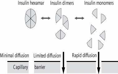 Pharmacokinetic actions of conventional Insulin at a glance Insulin type Onset of action Peak action Effect of duration Regular 0.