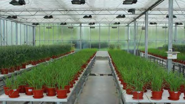 in plants Harmen Tjalling HOLWERDA Agronomy