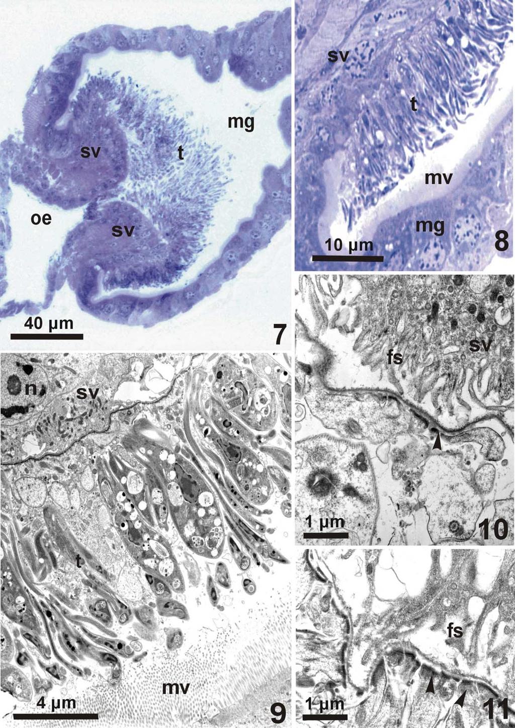P. Volf et al. / International Journal for Parasitology 34 (2004) 1221 1227 1225 Figs. 7 11. Culex pipiens quinquefasciatus infected by Trypanosoma sp.