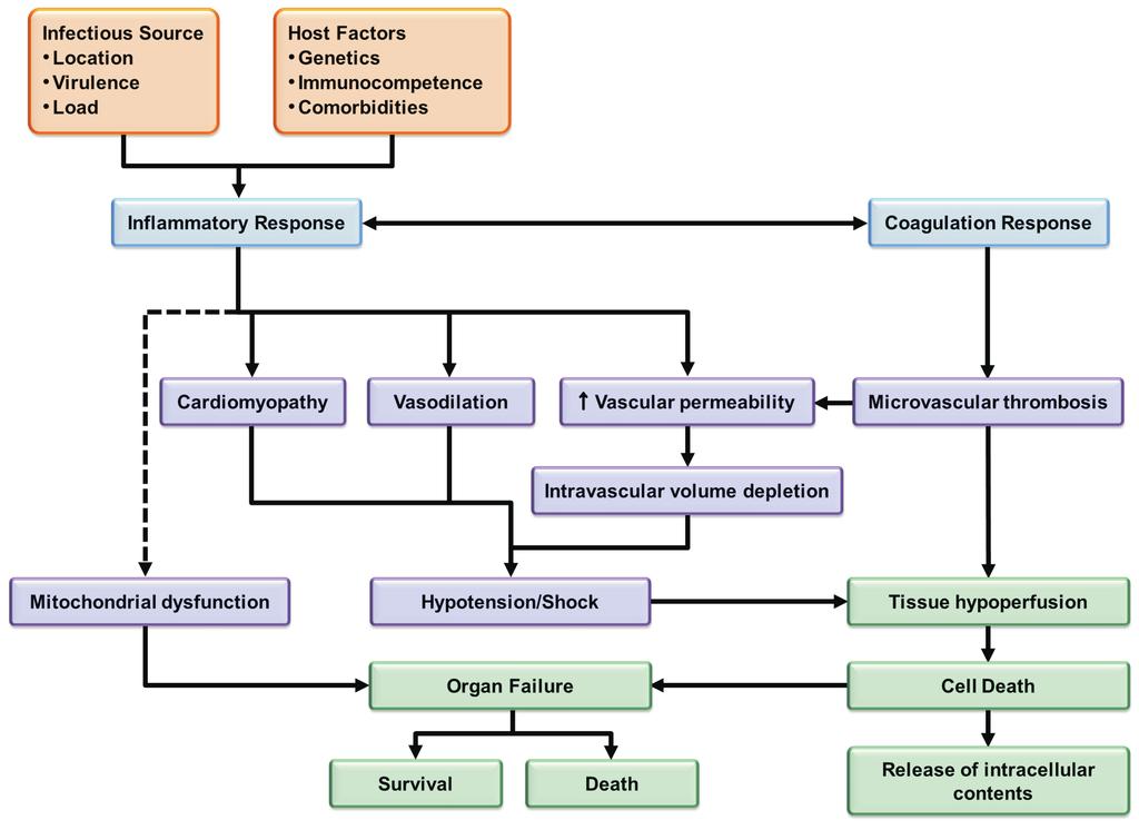 50 CHAPTER 12 Table 1 Table 1. Pathophysiology of sepsis. Adapted from (Ref.