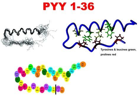 Current Therapeutic Team Work We ve produced hundreds of analogues of PYY to improve action and render the basic molecule