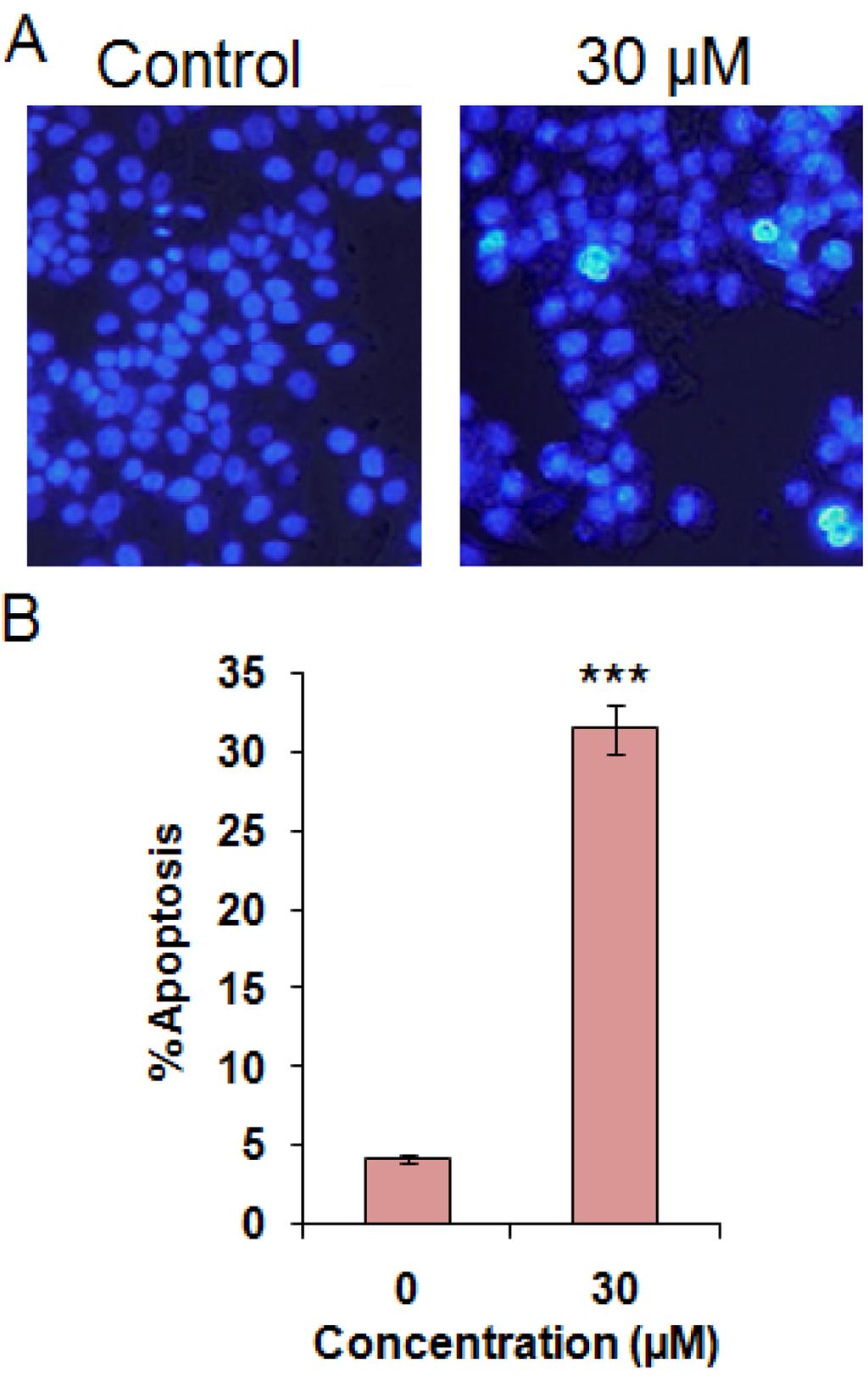 Figure 4. Induction of apoptosis in Colo-205 cells at IC50 concentrations of geraniol as indicated by (A) DAPI staining and (B) quantification of % apoptotic cells.