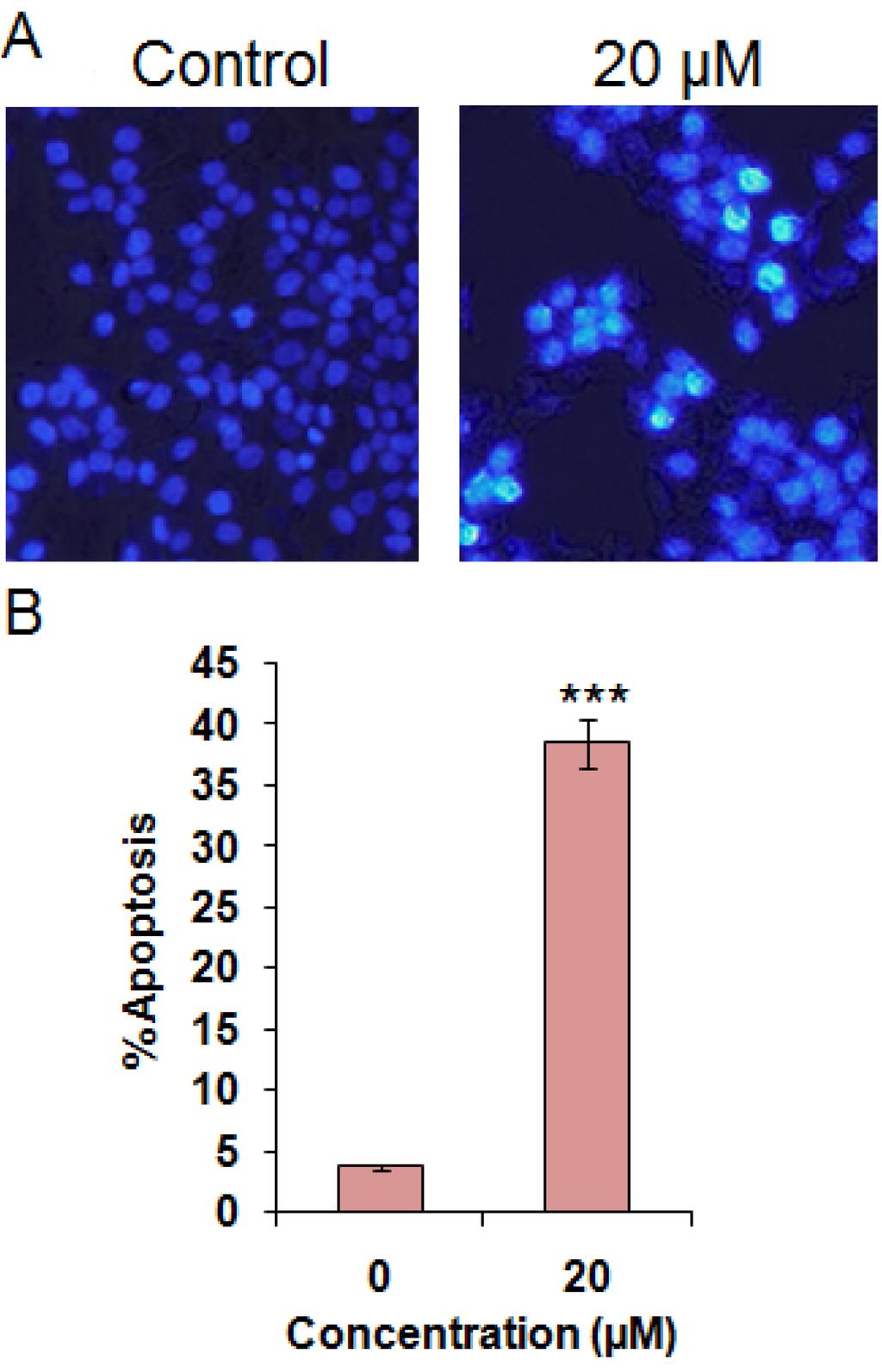 Induction of apoptosis in Colo-205 cells at IC50 concentrations of geranyl acetate as indicated by (A) DAPI staining and (B) quantification of % apoptotic cells.