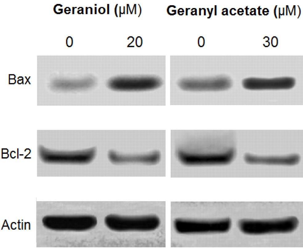 Geraniol and geranyl acetate induce DNA damage in Colo-205 cells We also assessed whether geraniol and geranyl acetate caused DNA damage in colo-205 colon cancer cells by comet assay.