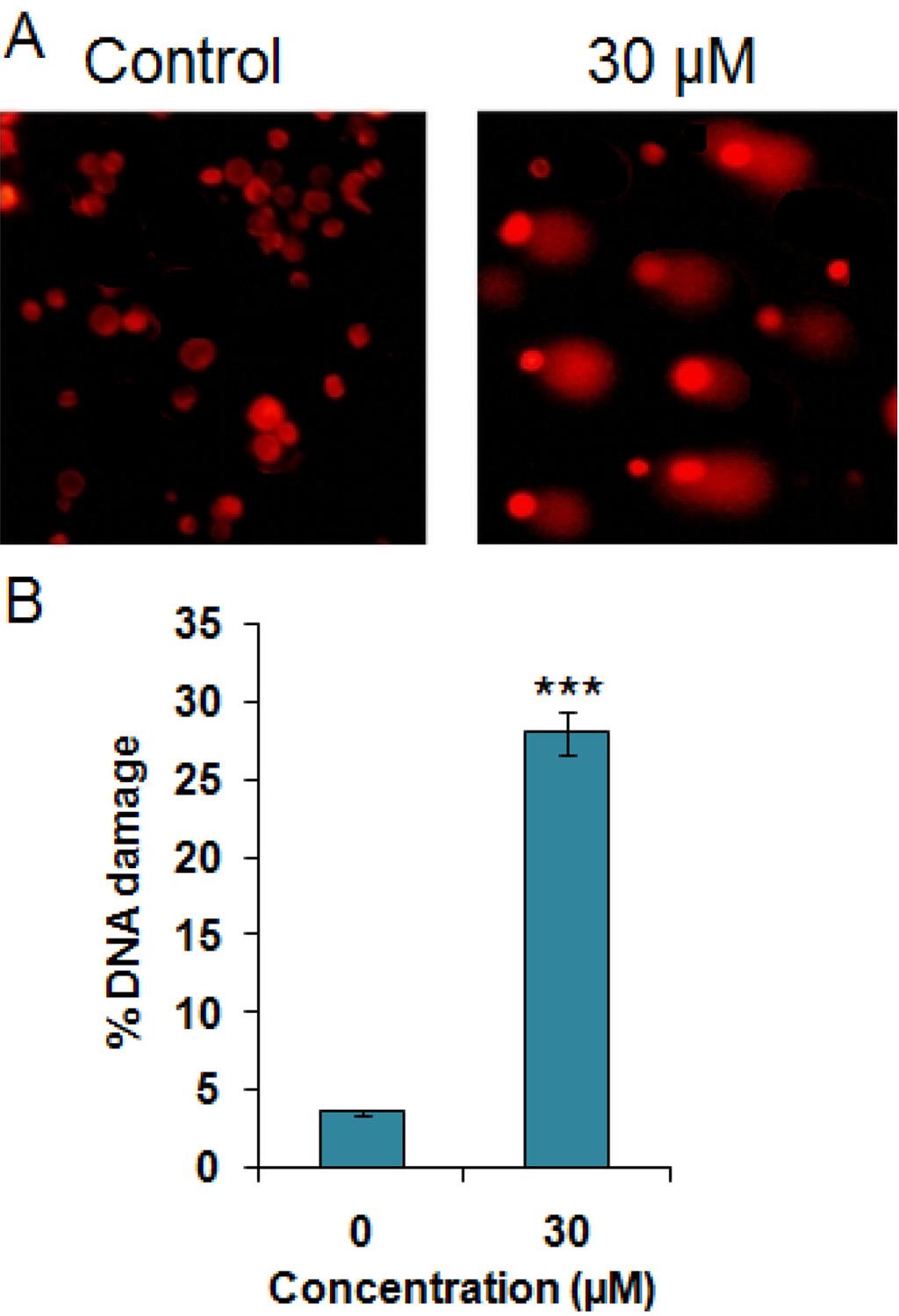 350 Figure 7. Induction of DNA damage in Colo-205 cells at IC 50 concentrations of geraniol as indicated by (A) Comet assay and (B) quantification of % DNA damage.