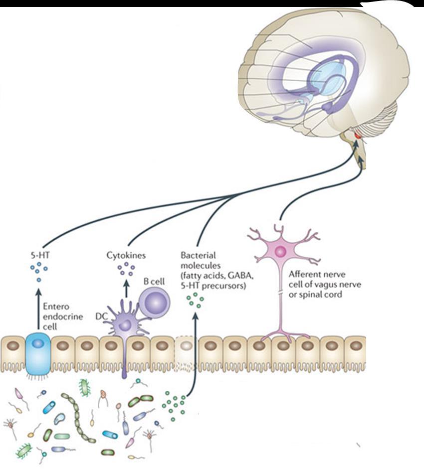 Collins MS et l (2012) Nture Rev Microbiol 10, 735-742 Effects on the Centrl Nervous System