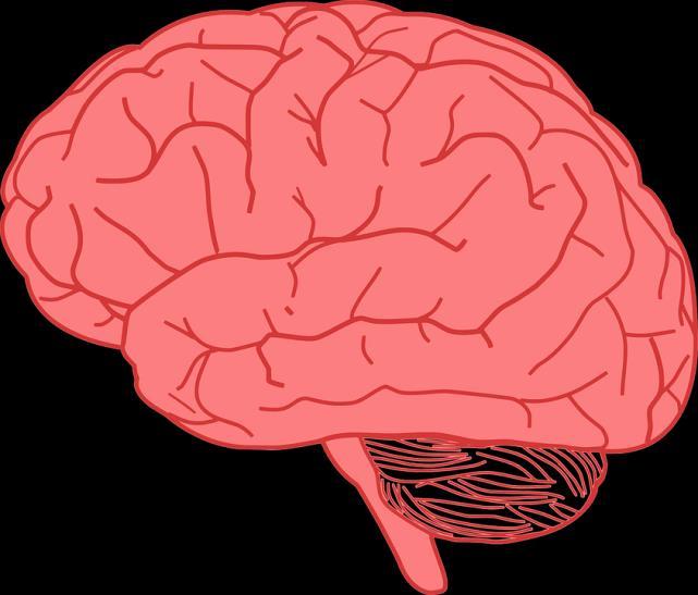 Primary brain