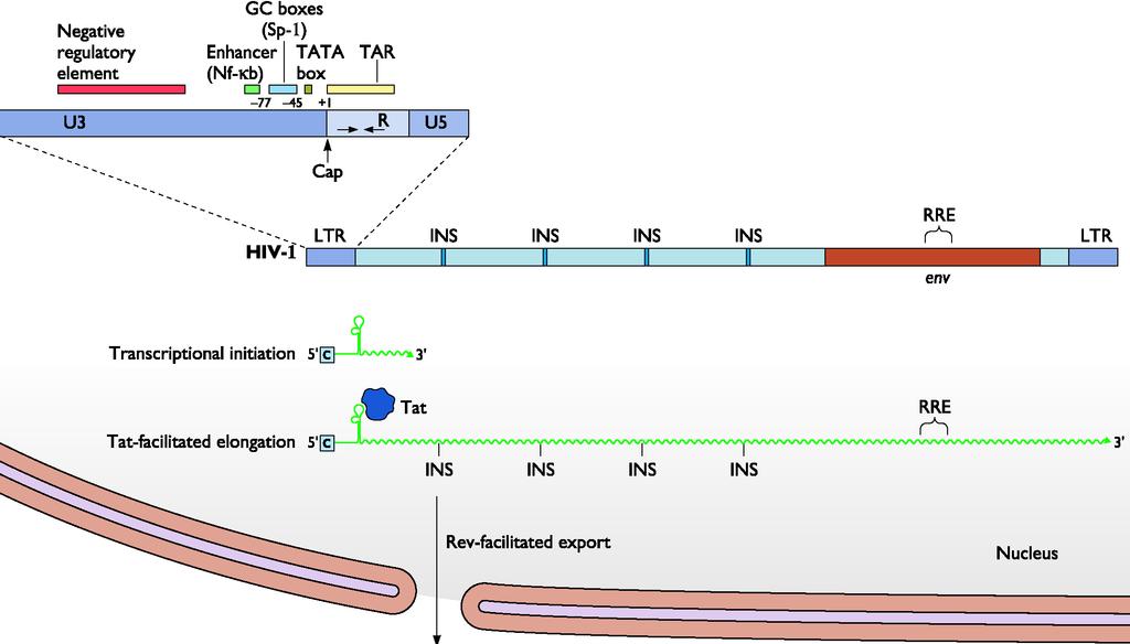 VII. HIV transcription is tightly regulated and split into two segments: a. Early mrnas correspond to the regulatory proteins tat, rev, and nef 1.
