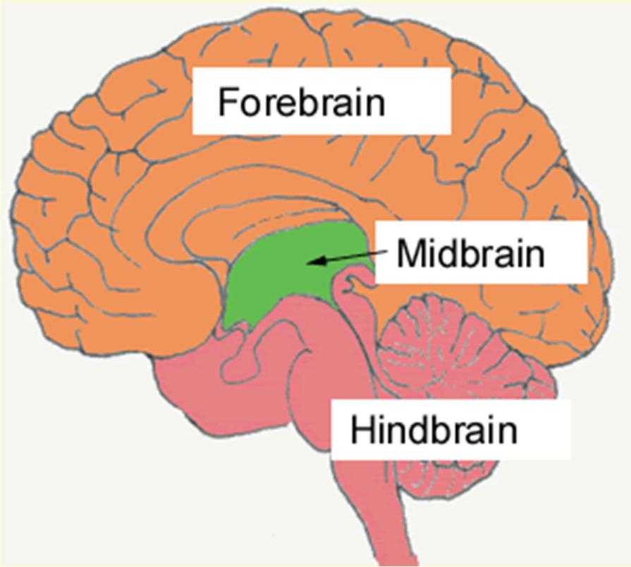 Brain Structures 1. Hindbrain 2. Midbrain 3.
