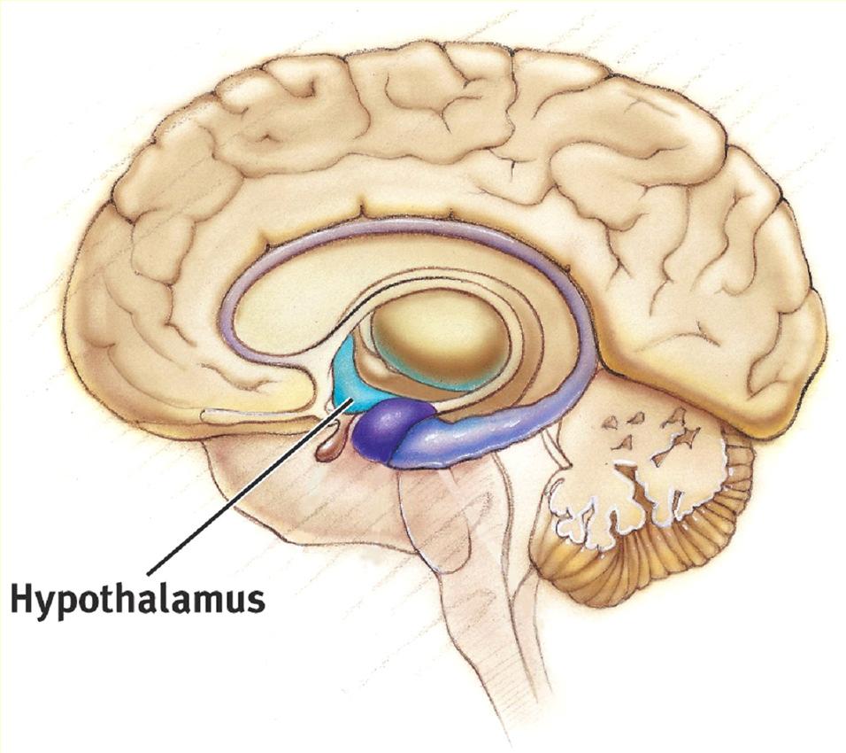 The Hypothalamus lies below (hypo) the thalamus.