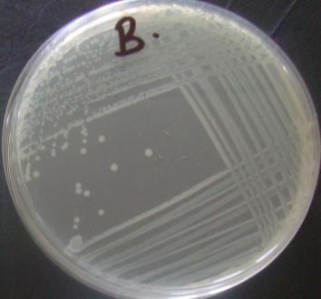 mannitol agar isolated from
