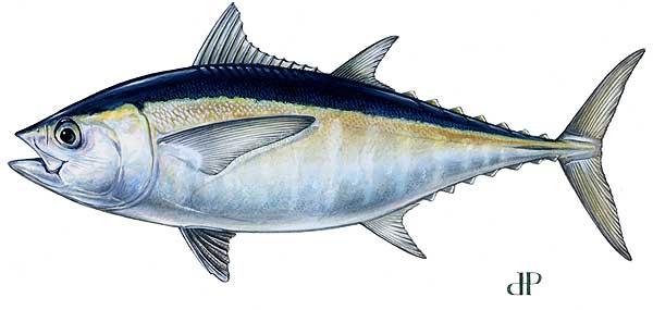 Roughy Chilean Bass