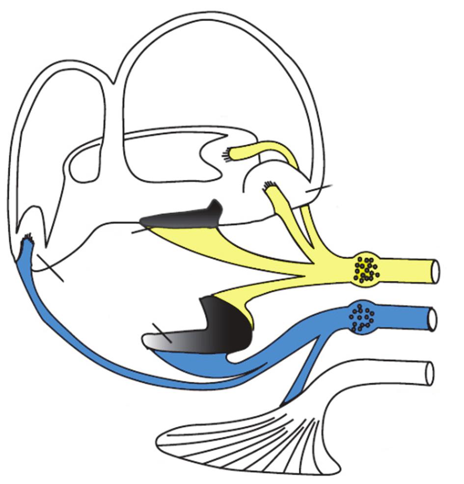 VEMP is a neurophysiological assessment technique used to determine the function of the otolithic organs (utricle and saccule) of the inner ear.