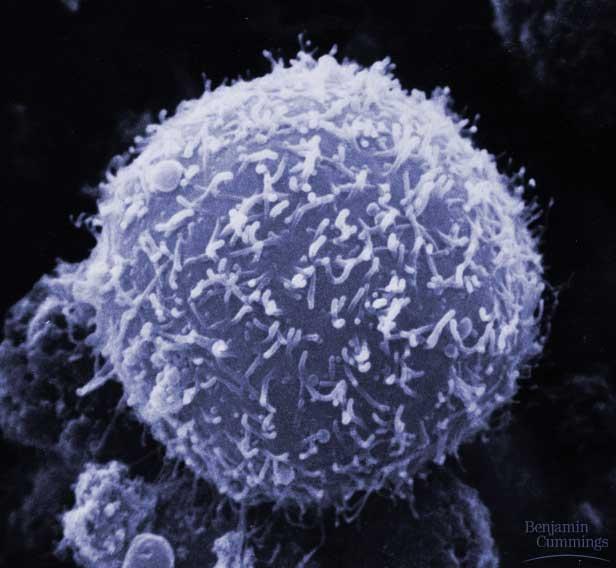 B lymphocyte
