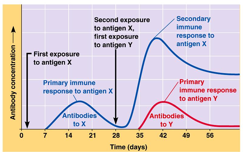 initial immune response results