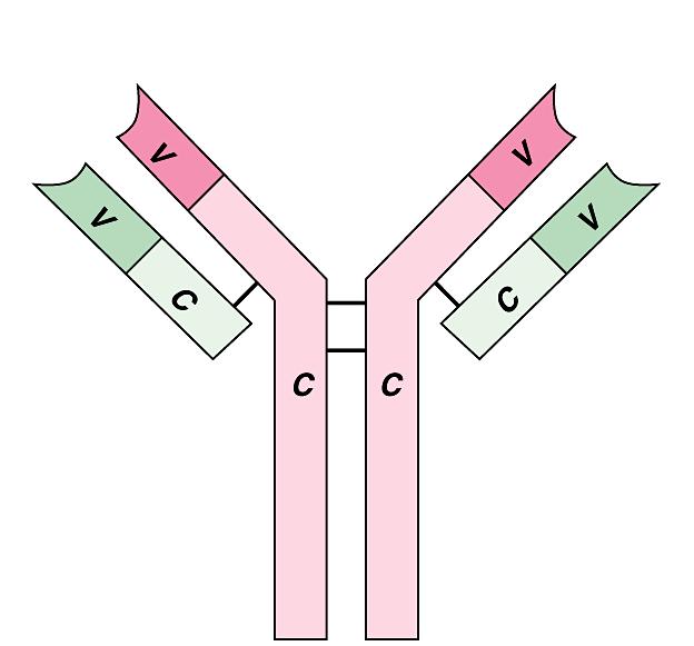 An antibody molecule has antigen-binding sites that attach to the