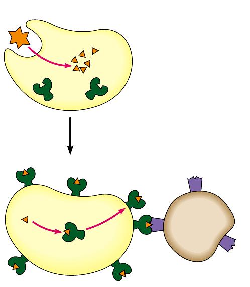Cell-mediated immunity: responsible for finding and destroying infected body cells An antigenpresenting cell (APC) first displays a foreign antigen and one of the body s own self proteins to a helper