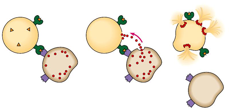 Cytotoxic T cells bind to infected body cells and destroy them by making them lyse.