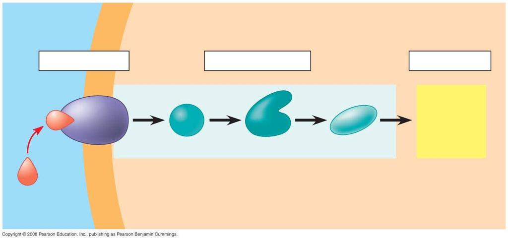 Fig. 11-6-3 EXTRACELLULAR FLUID Plasma membrane CYTOPLASM 1 Reception 2 Transduction 3 Response