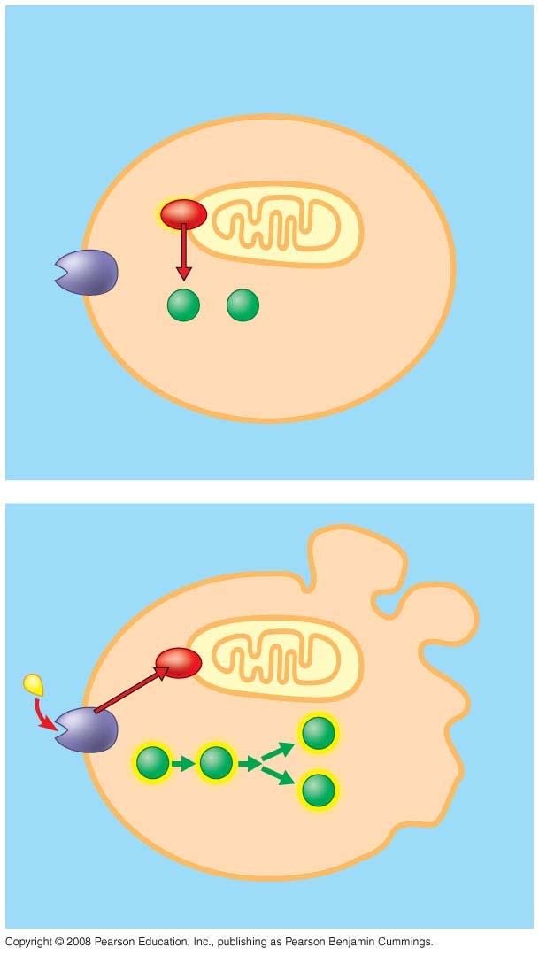 Fig. 11-20 Ced-9 protein (active) inhibits Ced-4 activity Mitochondrion Receptor for deathsignaling molecule Ced-4 Ced-3 Inactive proteins (a) No death