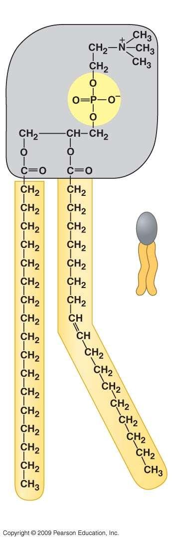 Phospholipids In a phospholipid, two fatty acids and a phosphate group are attached to glycerol The two fatty acid tails are hydrophobic, but