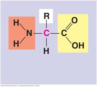 Amino Acid Monomers Amino acids are organic molecules with carboxyl and amino groups 34 Amino acids