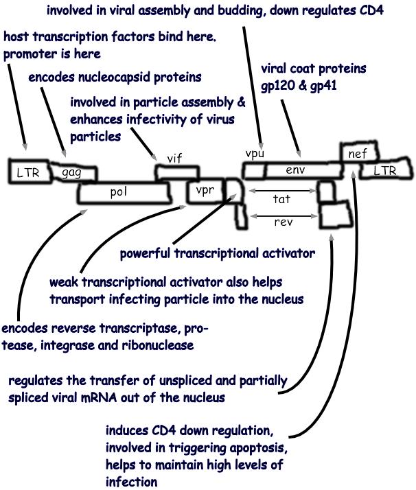 Genes of HIV HIV has a number of overlapping genes. gag, pol and env are related to the genes found in other retroviruses. These three encode polyproteins.