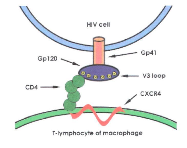 CCR5 binds Macrophage-Tropic, Non-syncytium-inducing (R5) Viruses, associated with Mucosal and Intravenous Transmission of HIV infection; CXCR4 binds T-cell-tropic, Syncytium-inducing (X4) Viruses,