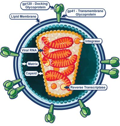 HIV-1 evolution in response to immune