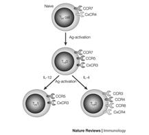 Invest 114:1389, 2004 Regulatory T-cells (Tregs) in Asthma Chemokines: the Gatekeepers of Inflammation From: Robinson