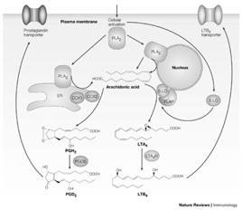 Asthma: LTB 4, PGD 2, LTC 4 Biological Activities of LTB 4 and PGD 2 LTC 4S PGD 2 LTB 4 LTC 4,