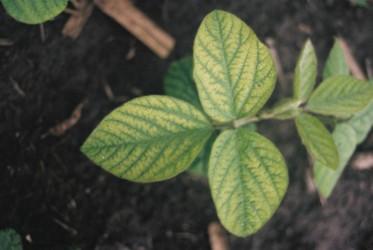 Manganese deficiency Symptoms do not occur on old leaves