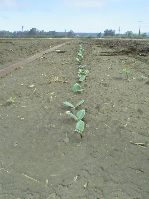 plants/2 m row Much higher