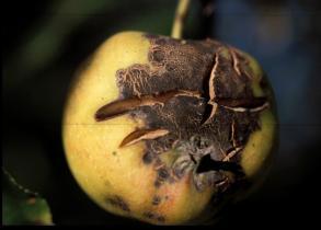 Managing Apple Scab Resistance and