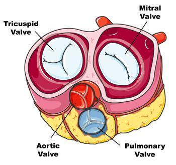 passes through the Mitral