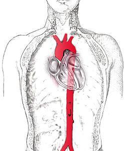 Blood flow away from the Heart From the Left Ventricle blood