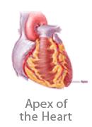 divides the ventricles Apex