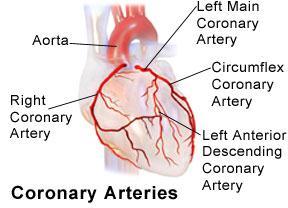 Circulation of the Heart Left Main Coronary Artery Circumflex