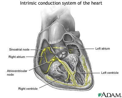 How our Heart Beats Cunduction tissue: found in the heart, spreads contraction impulses