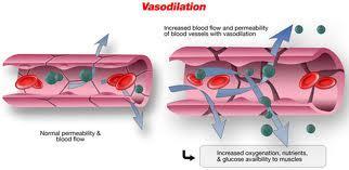 Vascular System Vasoconstriction: Lumen of the vessel contracts, resulting in decreased