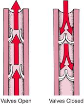 Vascular System Valves: small structures