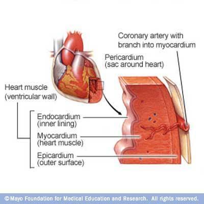 Heart Pericardium: sac that encloses the heart