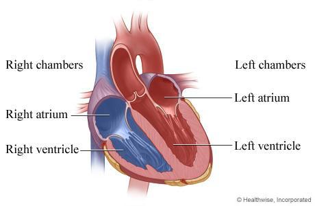 Heart Four Chambers: Right Atrium, Left