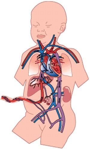 Fetal Circulation Oxygenated blood moves from the Umbilical cord, into the