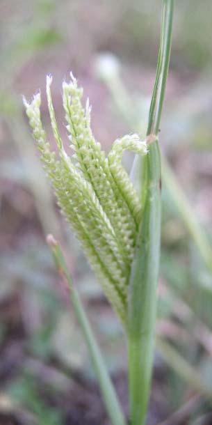 Hooded Crowfoot Grass cucullata