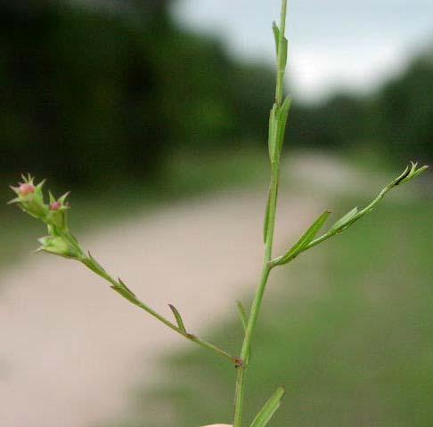 (Broomrape Family) Agalinis heterophylla Prarie