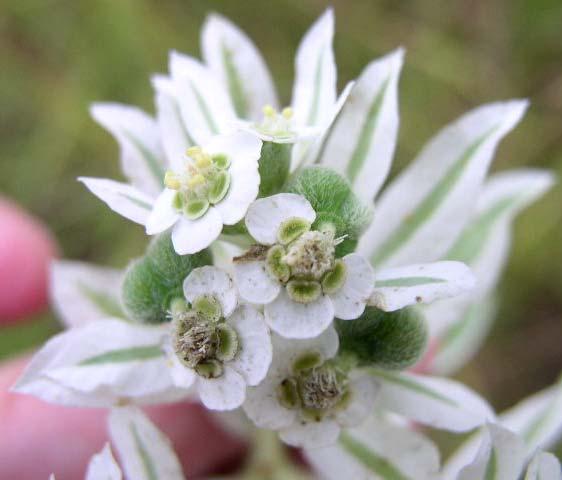 EUPHORBIACEAE (Spurge Family) Euphorbia marginata