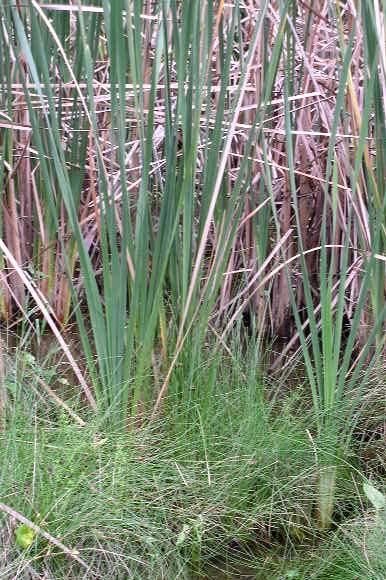 Verbascum thapsus (native of Eurasia) Common Mullein, Velvet Dock, Cowboy s Toilet