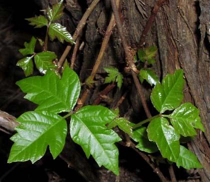 ! Poison Ivy, Poison Oak This plant s habit varies from a low-creeping shrub to an erect shrub to a low- or